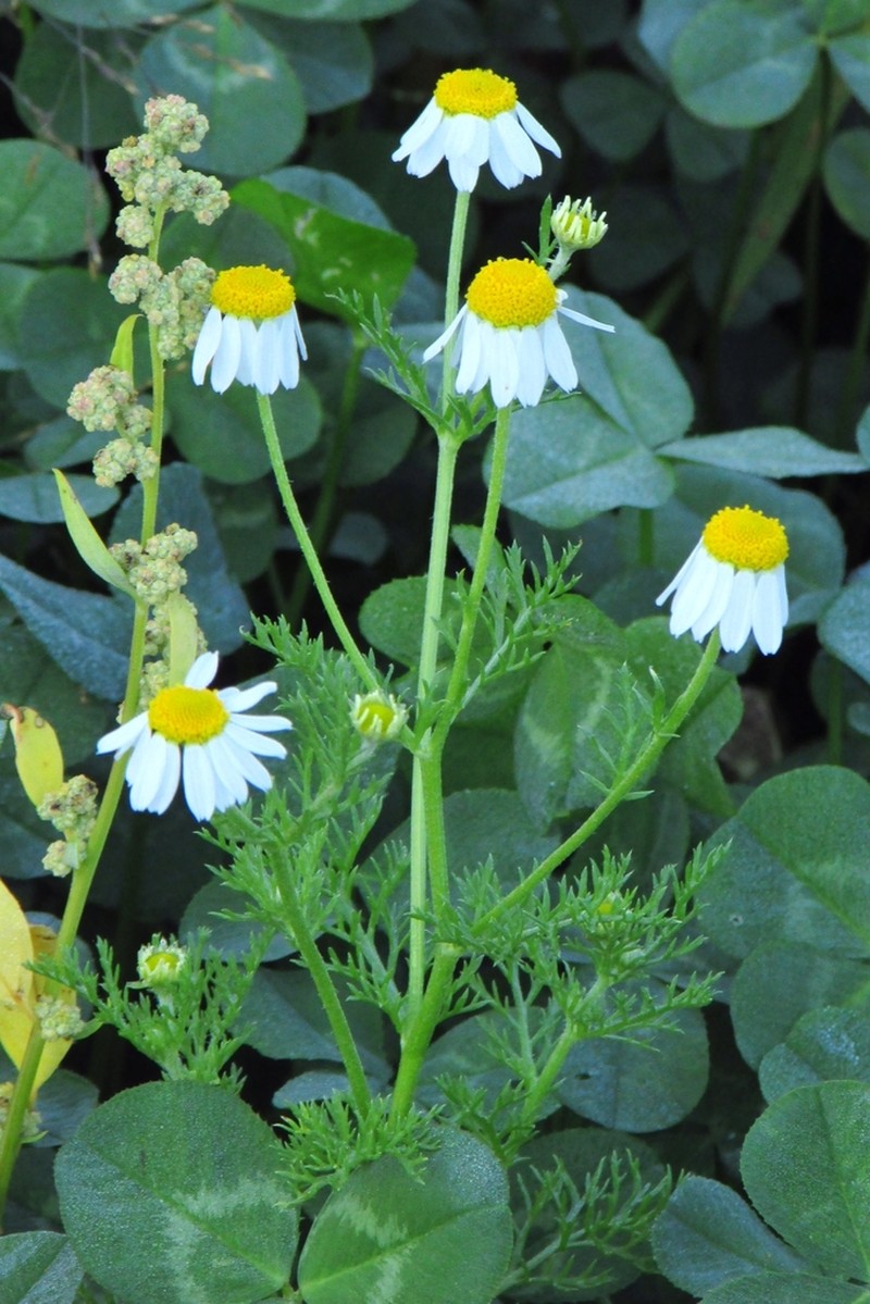 Stinking Chamomile photo 8