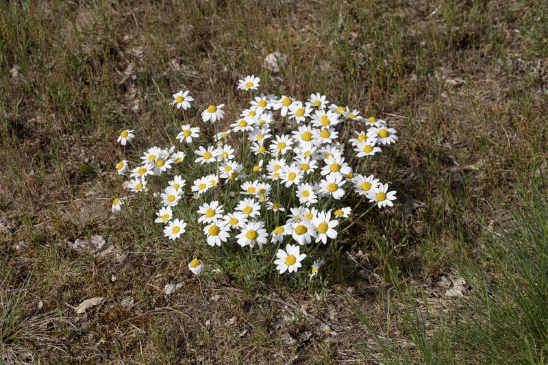 Anthemis cretica photo 2