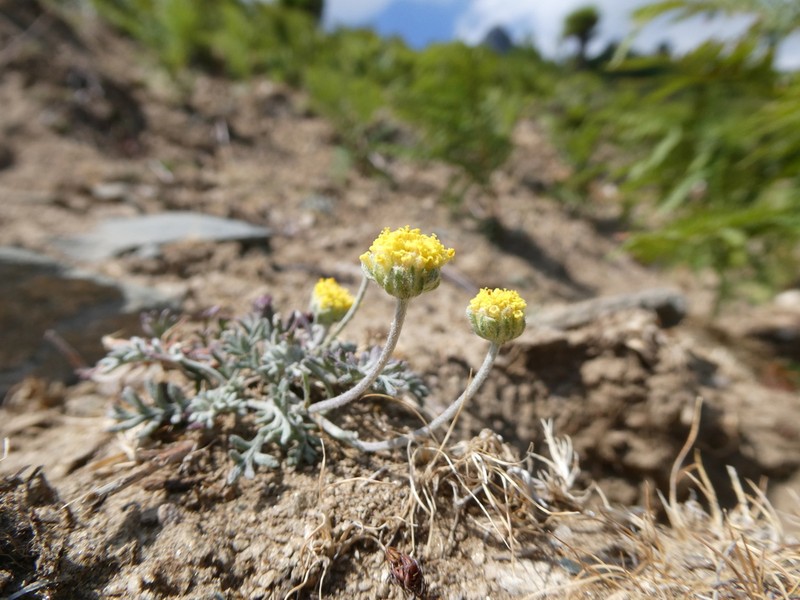 Anthemis cretica photo 3