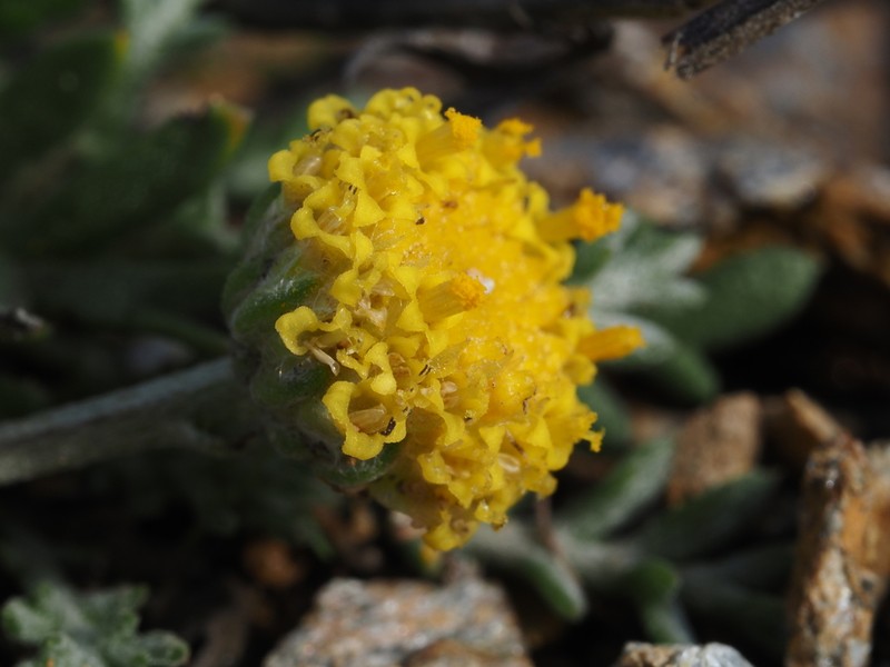 Anthemis cretica photo 4