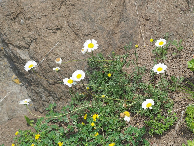 Anthemis cretica photo 5