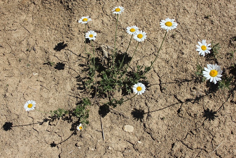 Anthemis cretica photo 6