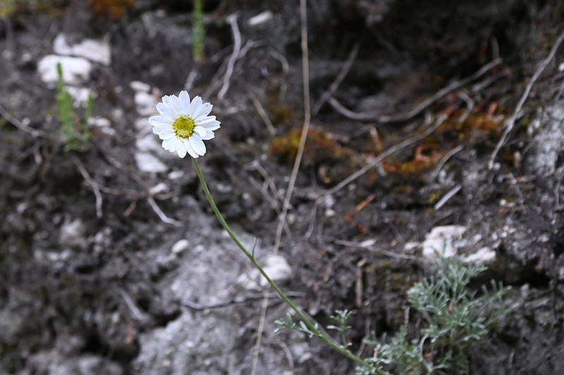 Anthemis cretica photo 7
