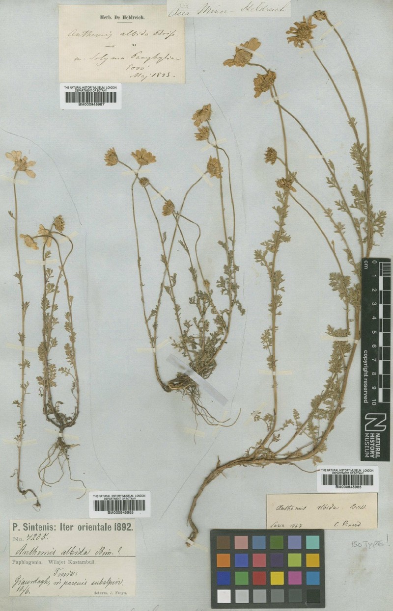 Anthemis cretica subsp. albida