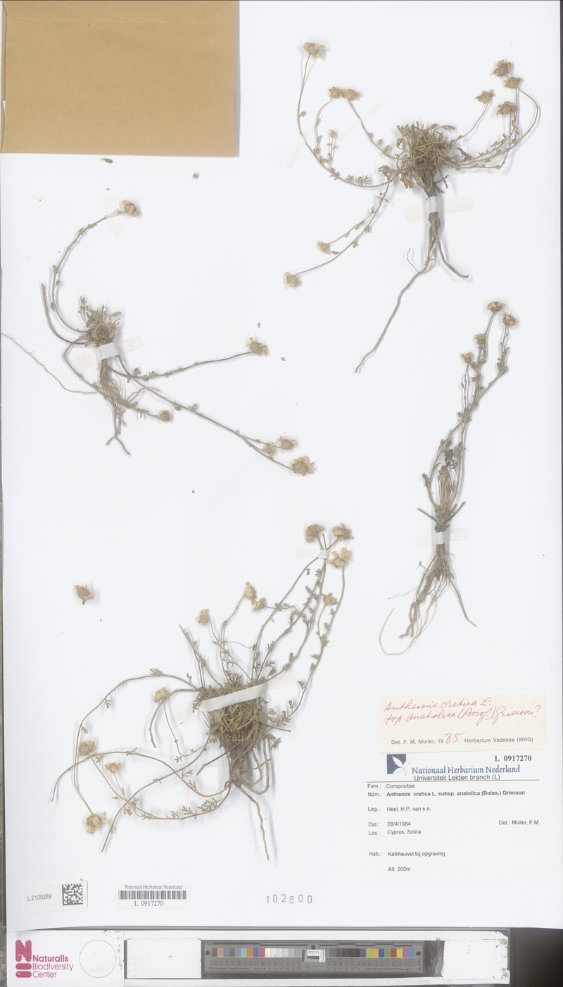 Anthemis cretica subsp. anatolica
