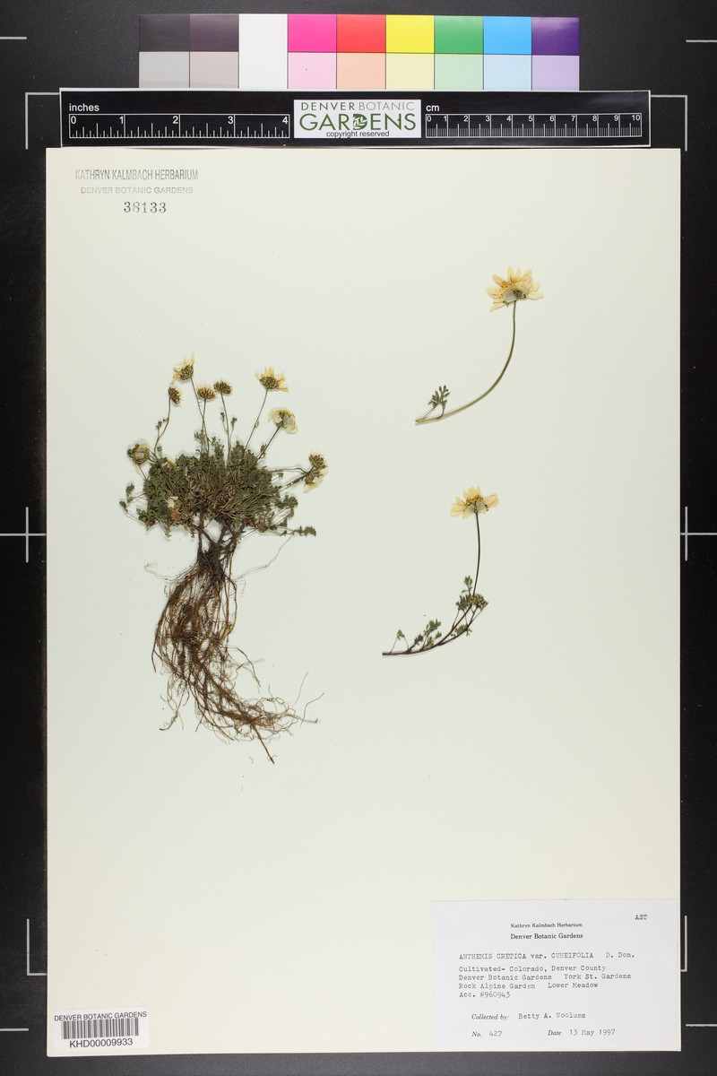 Anthemis cretica subsp. argaea