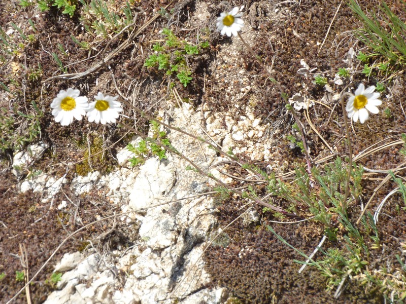 Anthemis cretica subsp. calabrica photo 2
