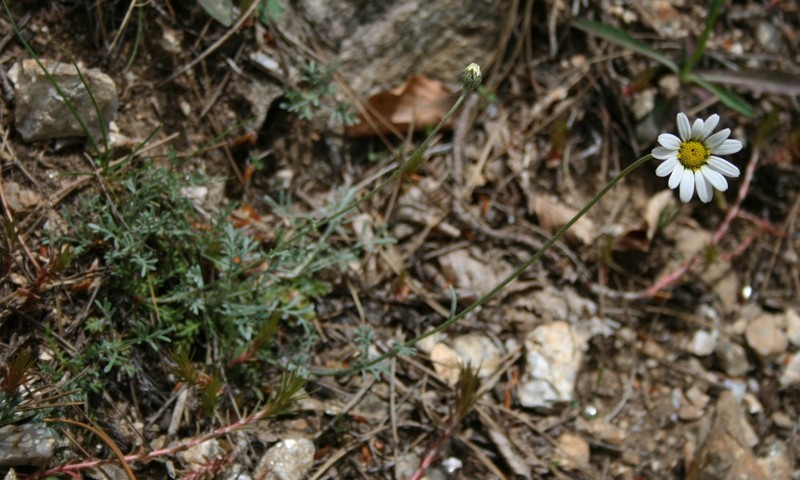 Anthemis cretica subsp. calabrica