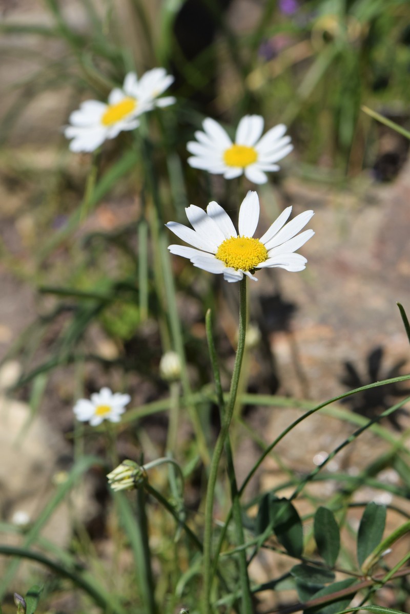 Anthemis cretica subsp. carpatica