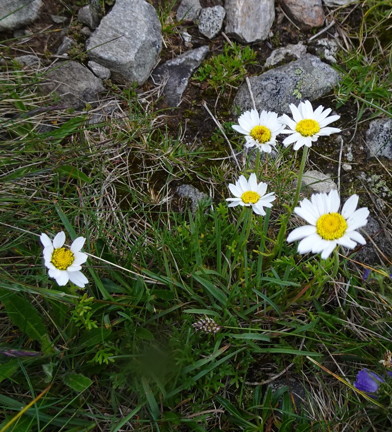 Anthemis cretica subsp. carpatica photo 2