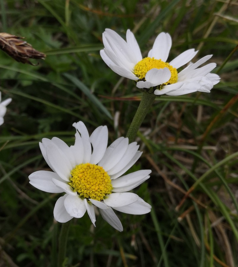 Anthemis cretica subsp. carpatica photo 3