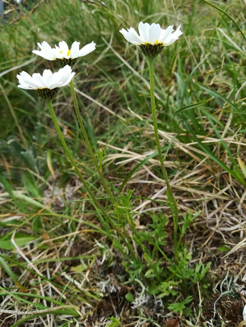 Anthemis cretica subsp. carpatica photo 4