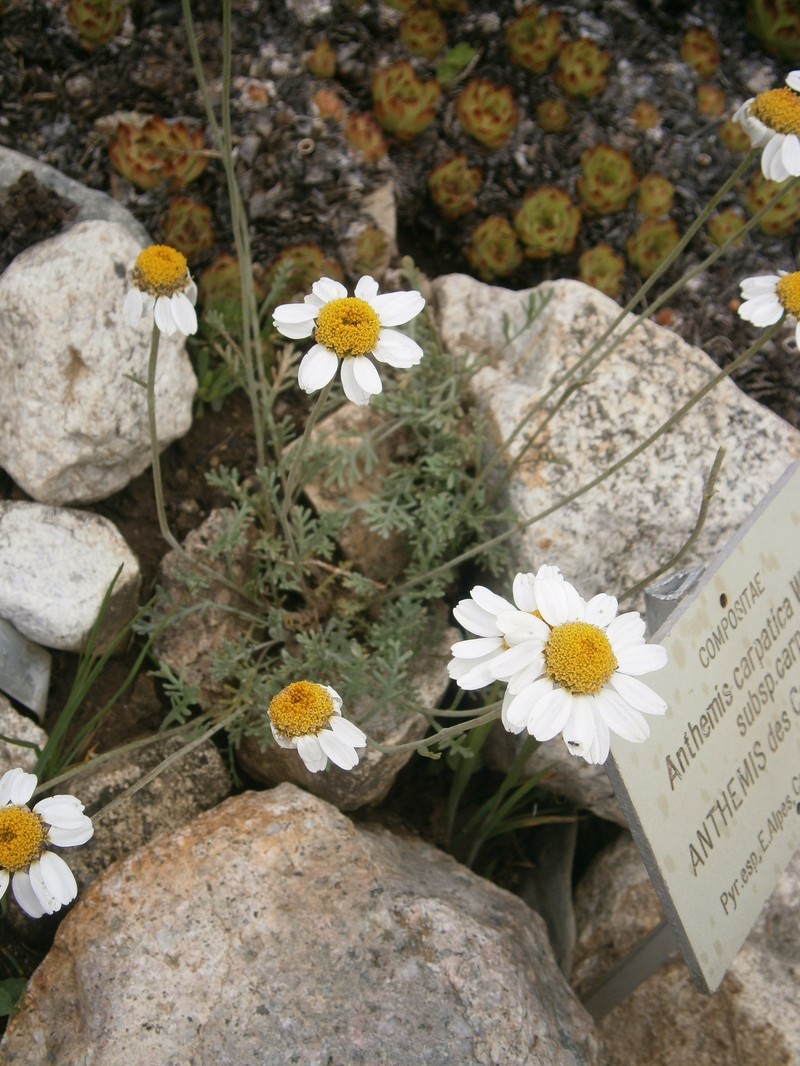 Anthemis cretica subsp. carpatica photo 5