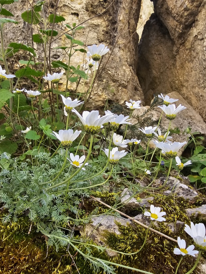 Anthemis cretica subsp. cassia