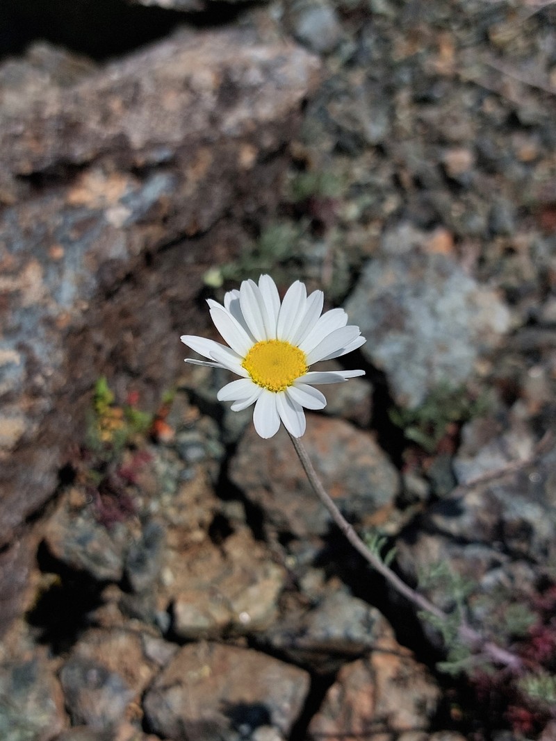 Anthemis cretica subsp. columnae