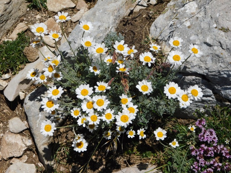 Anthemis cretica subsp. columnae photo 2