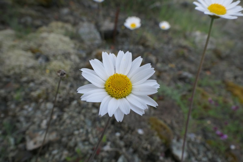 Anthemis cretica subsp. columnae photo 3