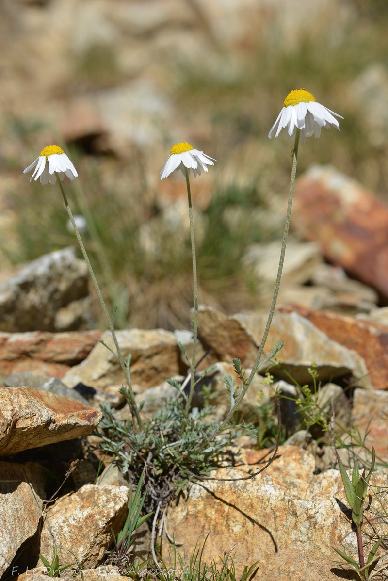 Anthemis cretica subsp. columnae photo 4
