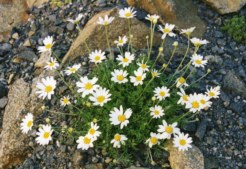 Anthemis cretica subsp. cretica