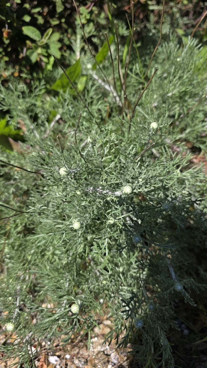 Anthemis cretica subsp. gerardiana