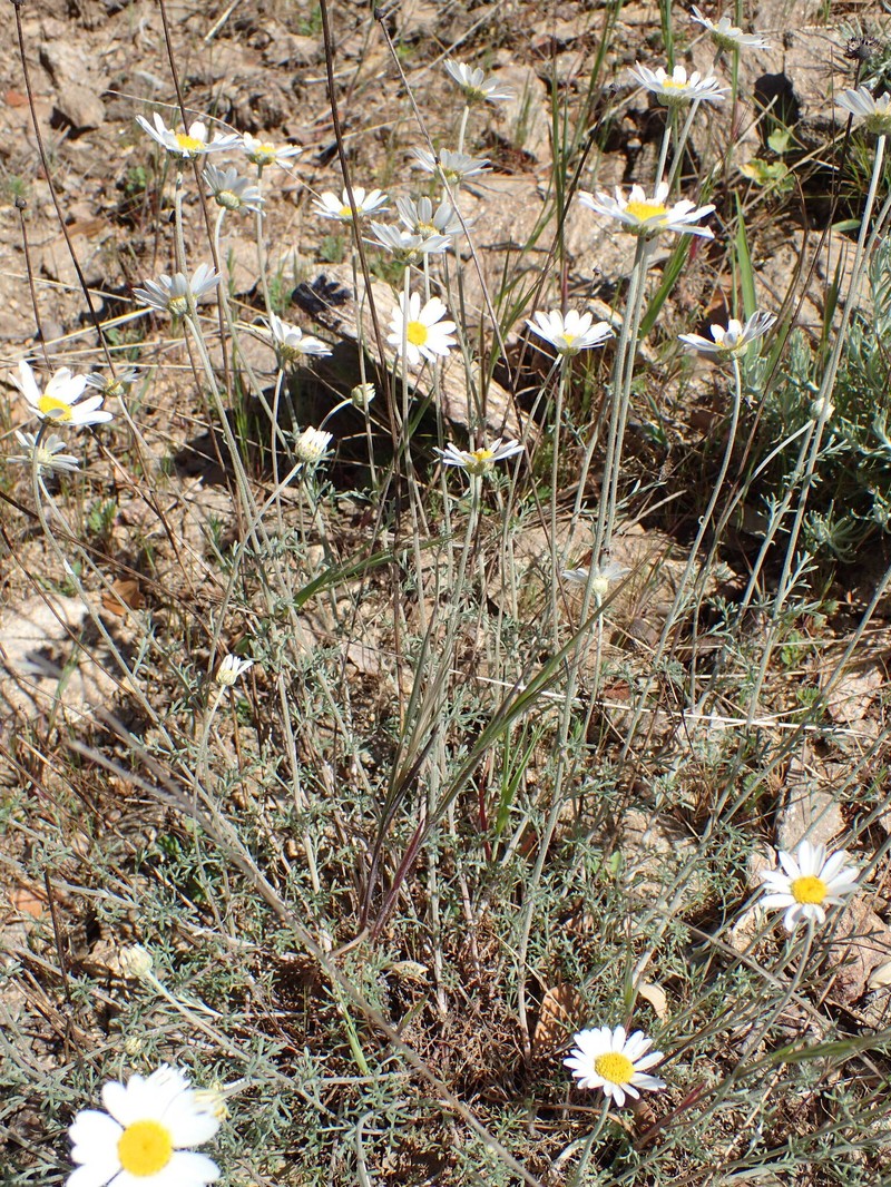 Anthemis cretica subsp. gerardiana photo 2