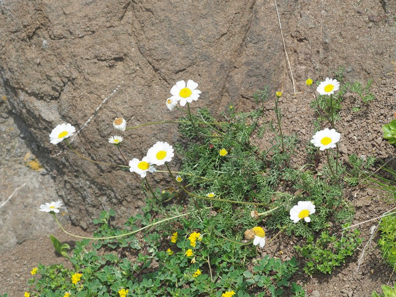 Anthemis cretica subsp. iberica