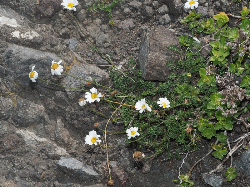 Anthemis cretica subsp. iberica photo 2