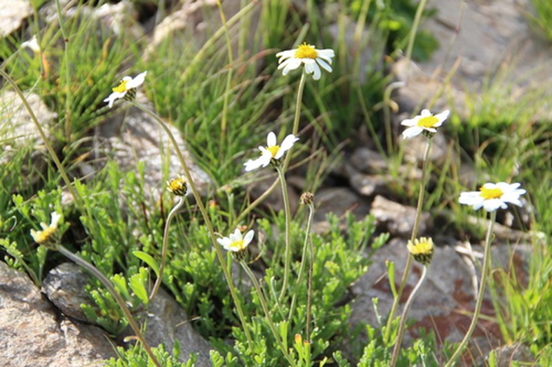 Anthemis cretica subsp. iberica photo 3