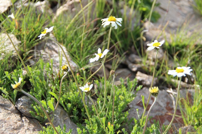 Anthemis cretica subsp. iberica photo 4