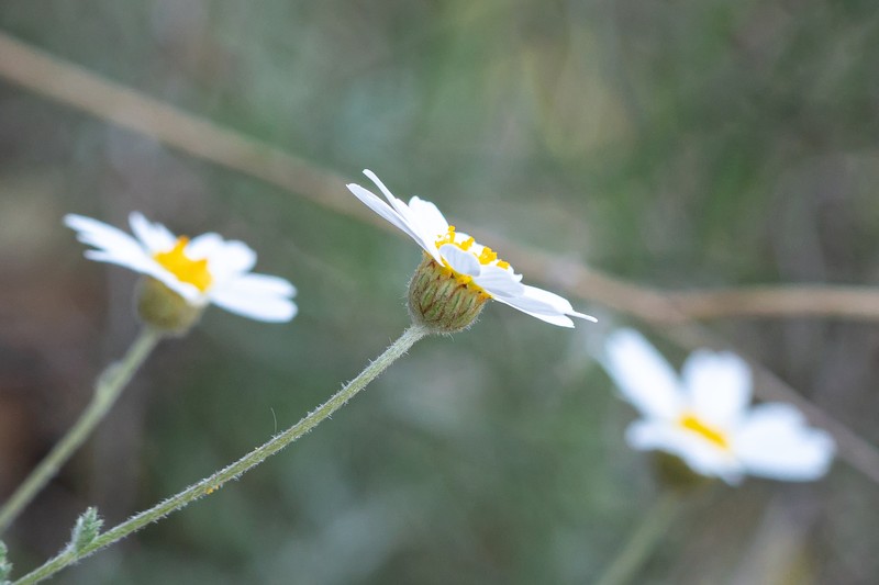 Anthemis cretica subsp. leucanthemoides