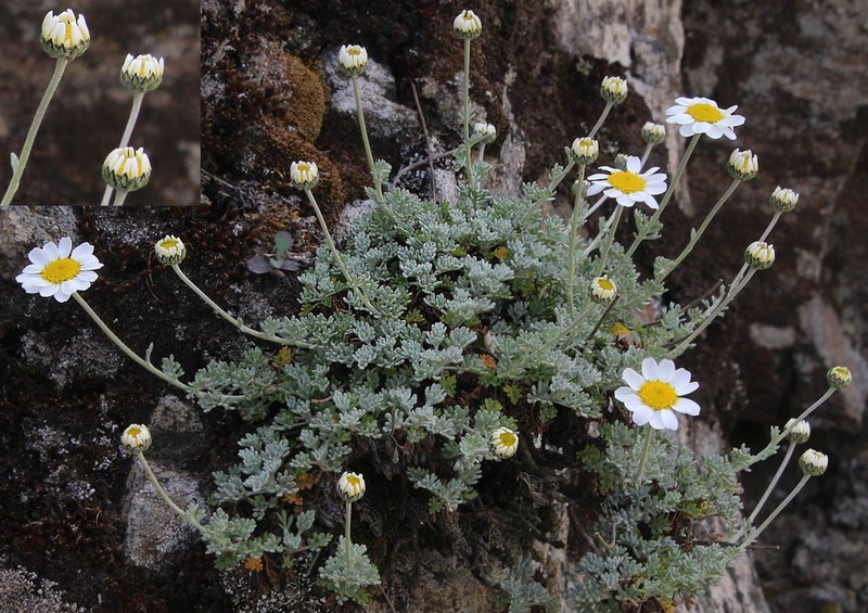 Anthemis cretica subsp. messanensis