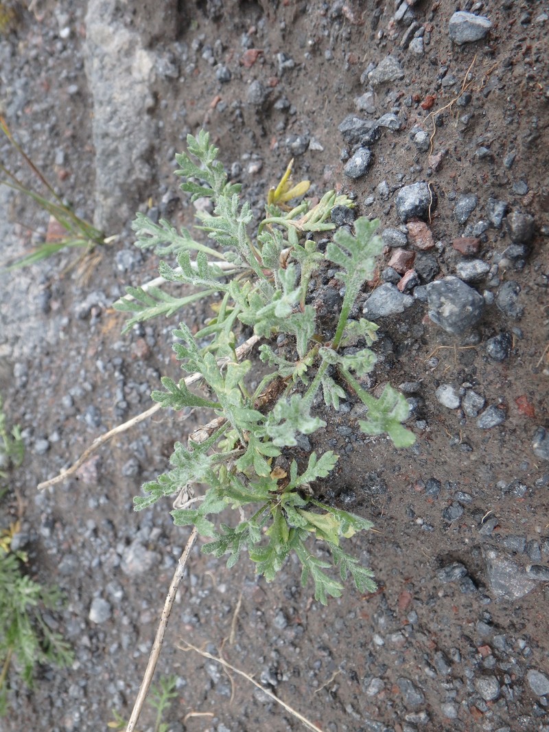 Anthemis cretica subsp. saportana