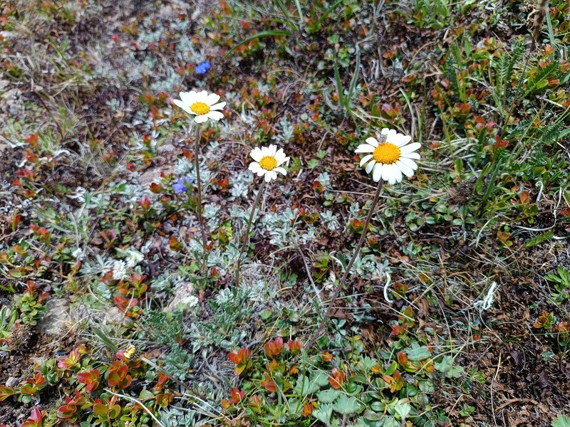 Anthemis cretica subsp. saportana photo 2