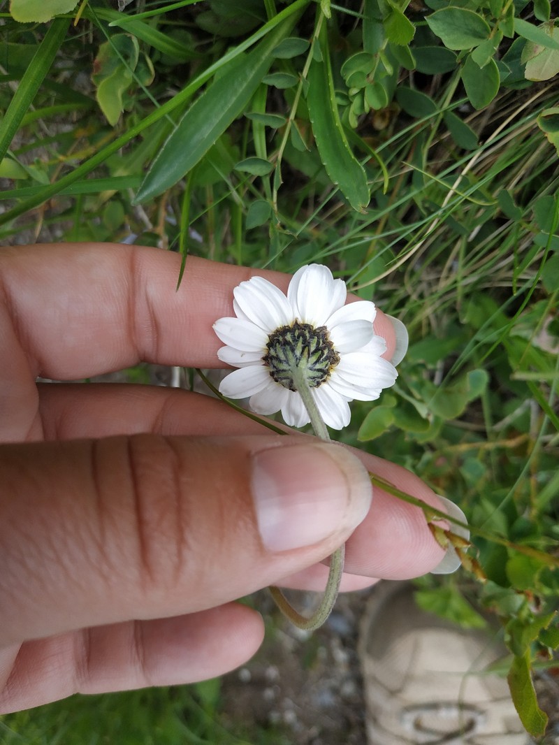 Anthemis cretica subsp. saportana photo 3