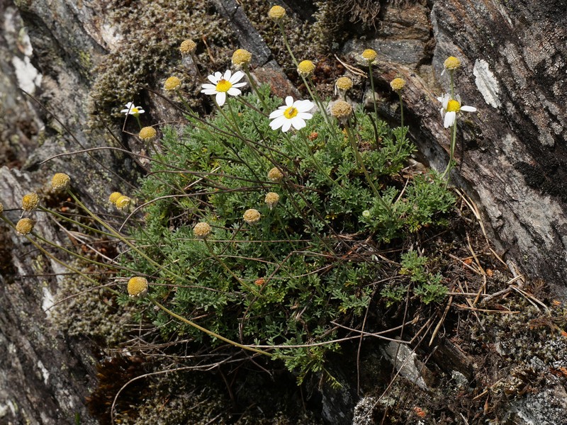 Anthemis cretica subsp. saxatilis