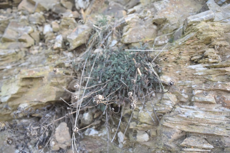 Anthemis cretica subsp. saxatilis photo 2