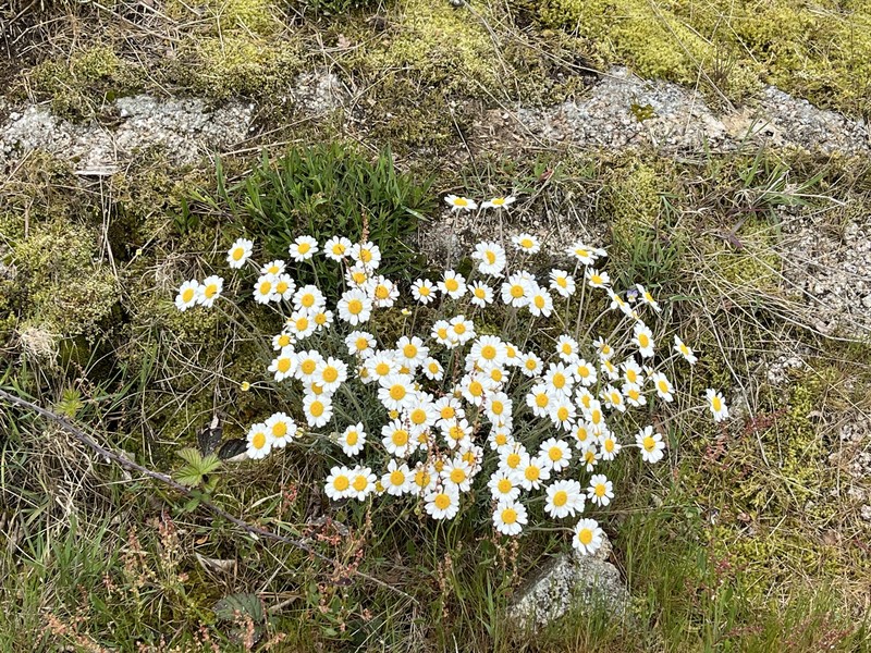 Anthemis cretica subsp. saxatilis photo 3