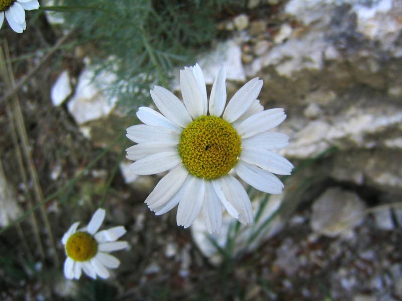Anthemis cupaniana