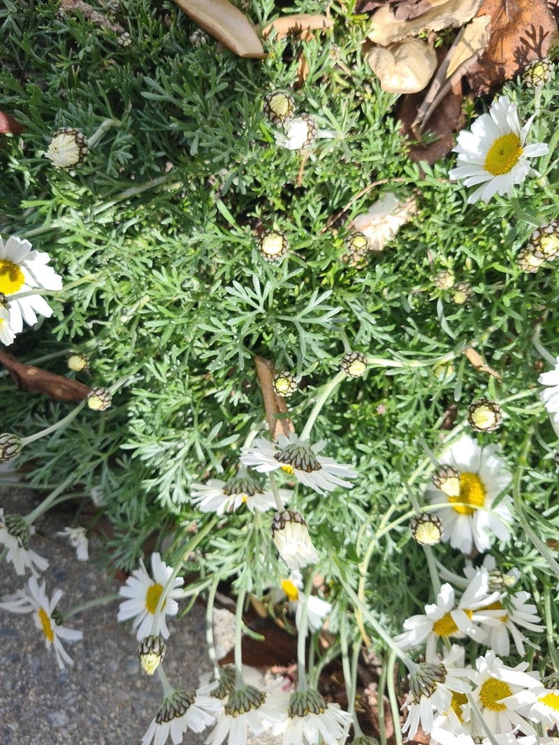 Anthemis cupaniana photo 2