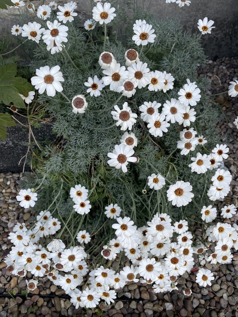 Anthemis cupaniana photo 3