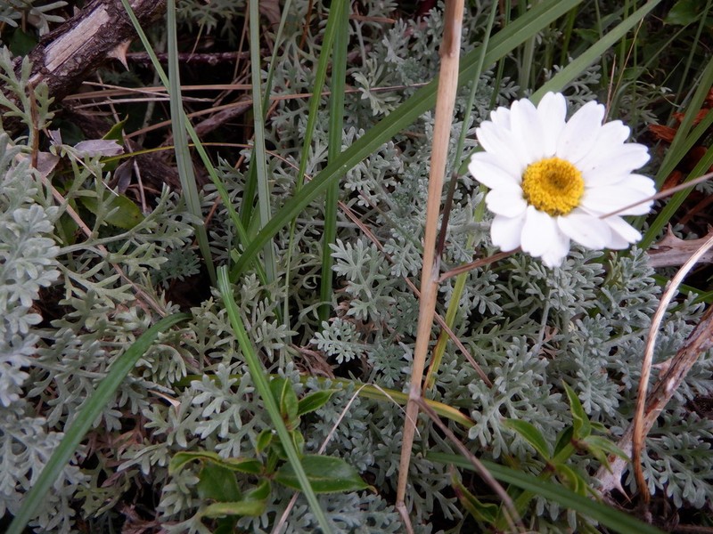Anthemis cupaniana photo 4