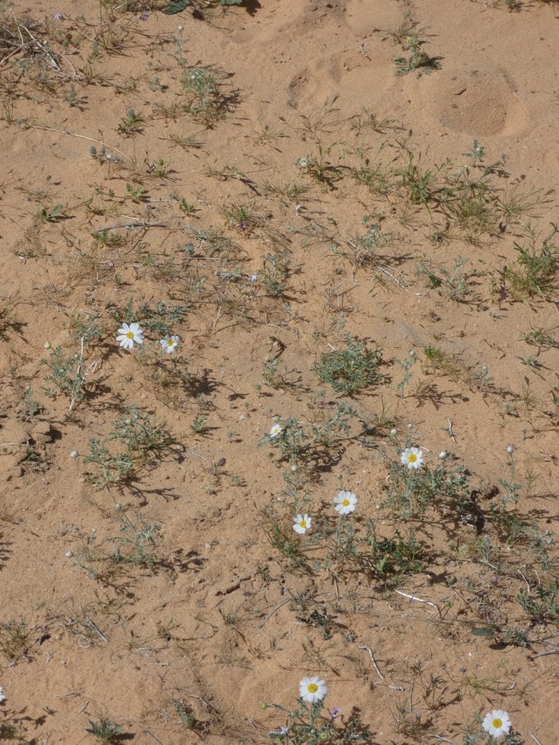 Anthemis deserti