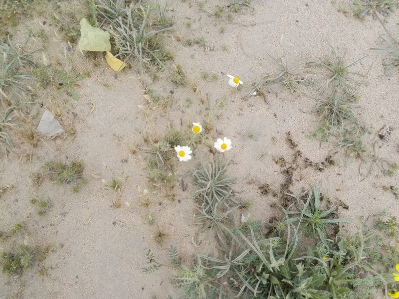 Anthemis deserti photo 3