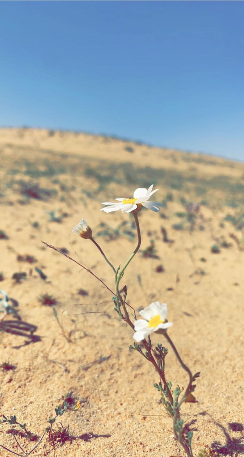 Anthemis deserti photo 4