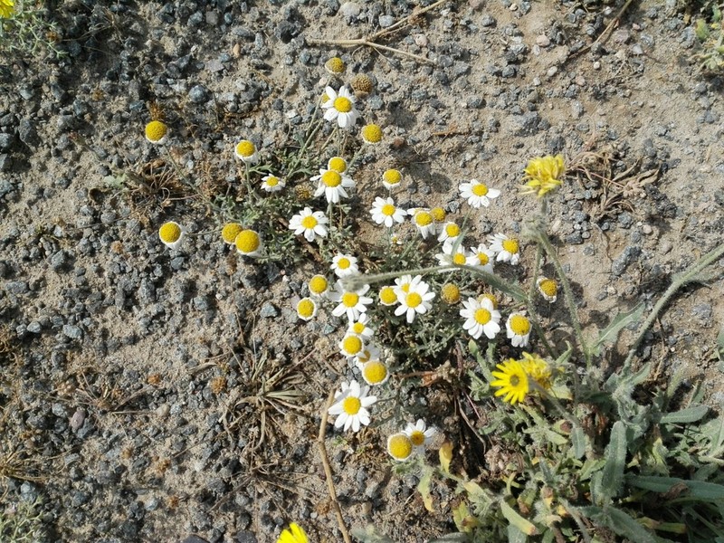 Anthemis deserti photo 5