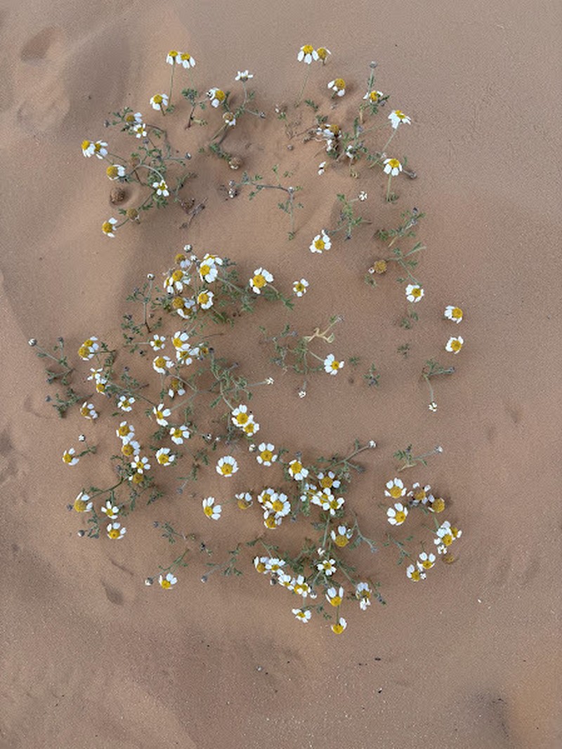 Anthemis deserticola photo 2