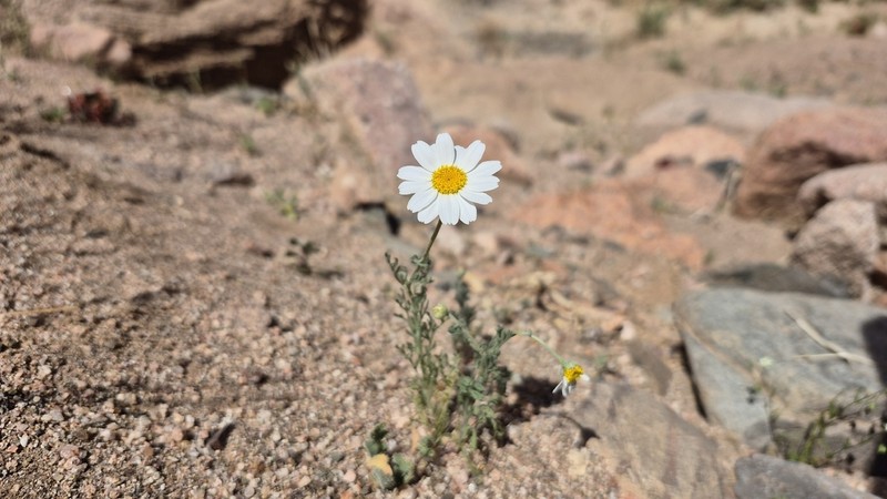 Anthemis deserticola photo 3