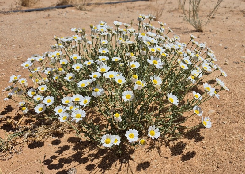 Anthemis deserticola photo 4
