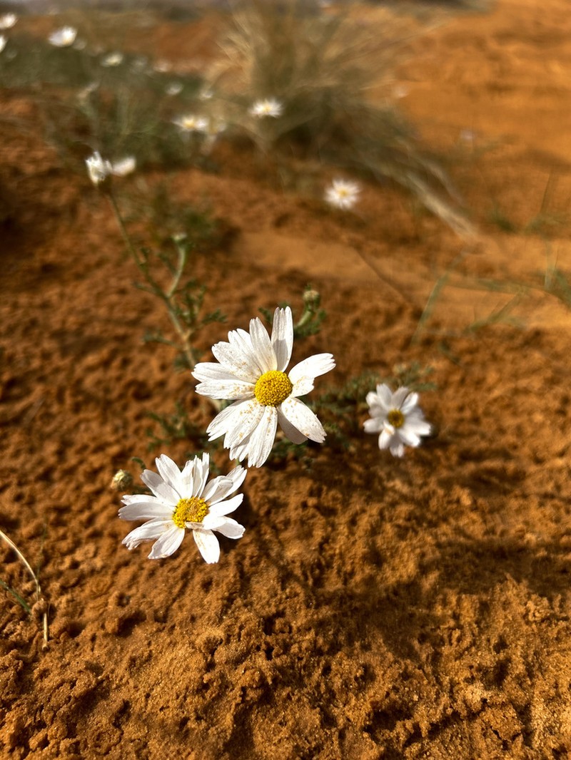 Anthemis deserticola