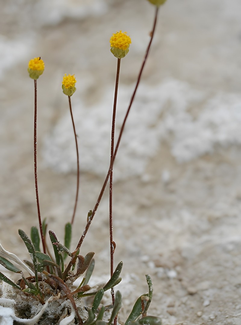 Anthemis ekicii